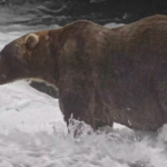 Conoce a Backpack, el gran ganador de la Semana del Oso Grizzly.