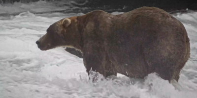 Conoce a Backpack, el gran ganador de la Semana del Oso Grizzly.